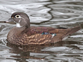 Wood Duck